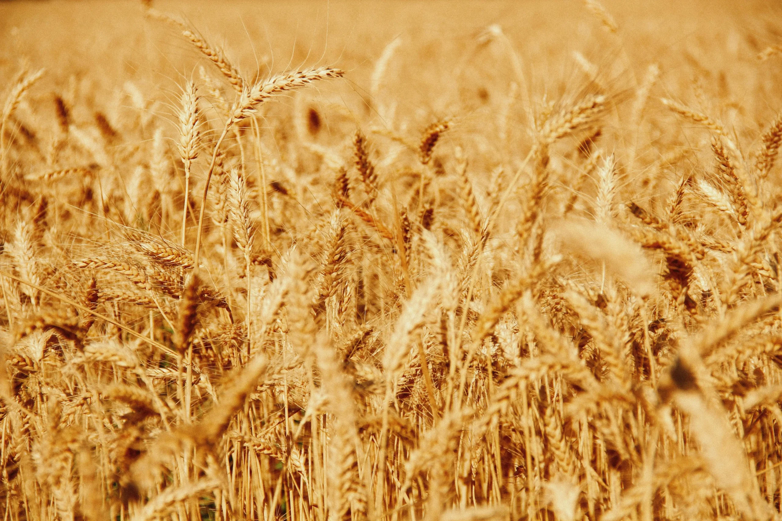Strategic Program for Wheat Seed Production