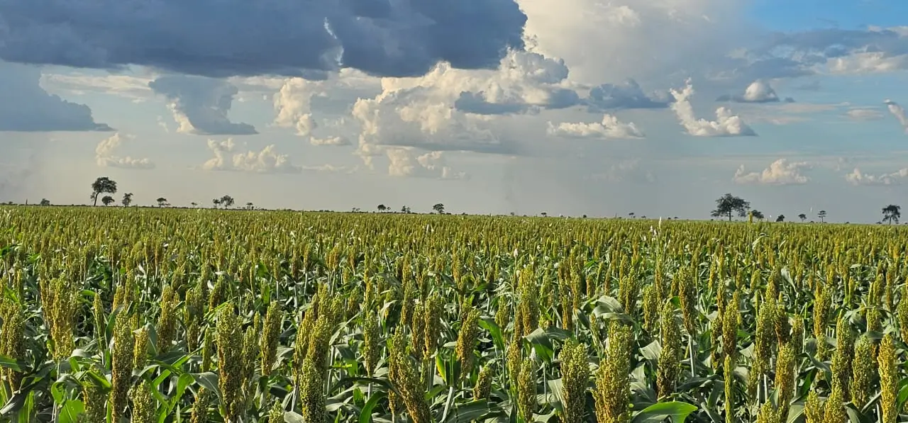 Harvest Investment