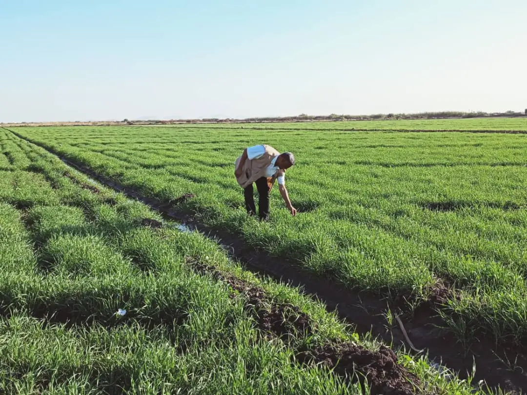 Harvest Investment