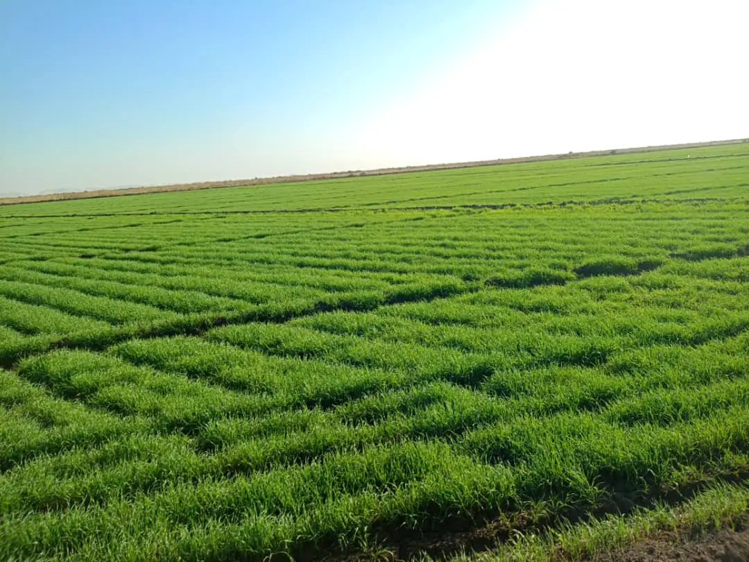 Harvest Investment