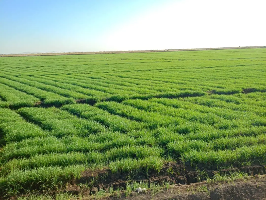 Harvest Investment