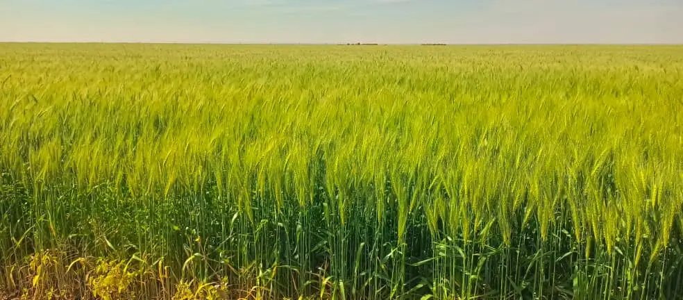 Harvest Investment